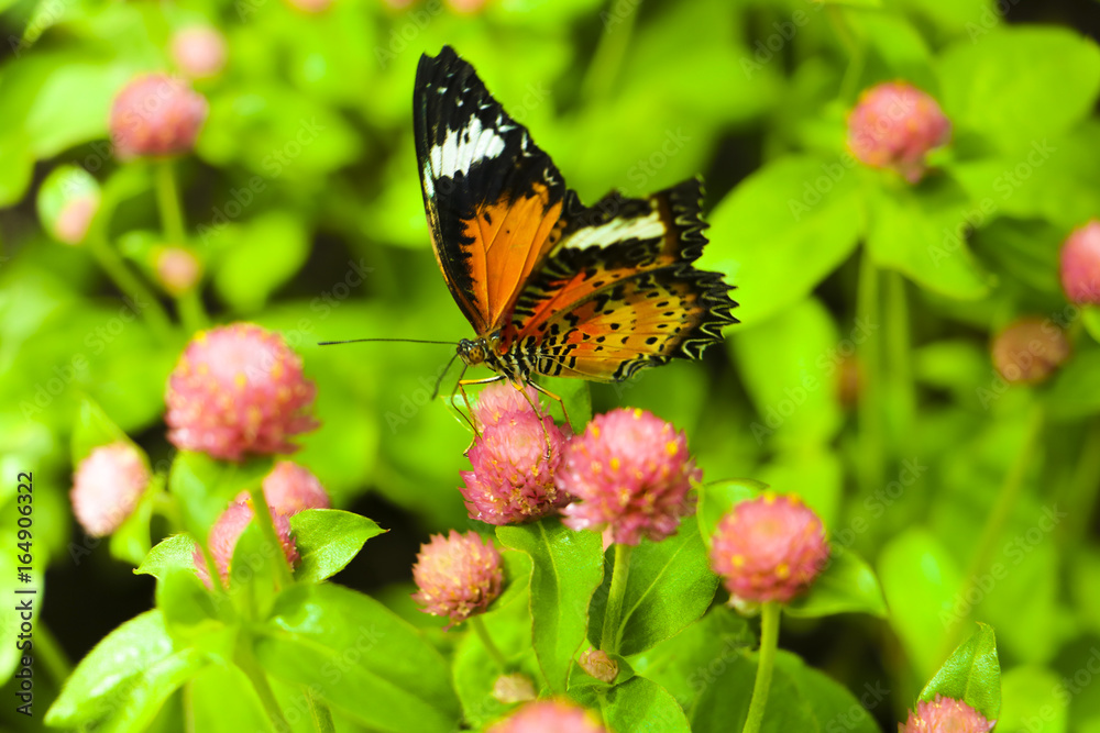 Obraz premium The Butterfly and flower in public park, Background,garden