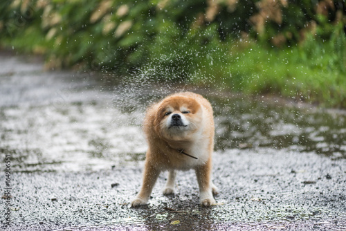 The dog becomes wet under the rain. Wet dog in the park