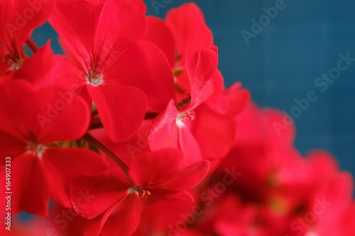 Beautiful red geranium in flower pot 