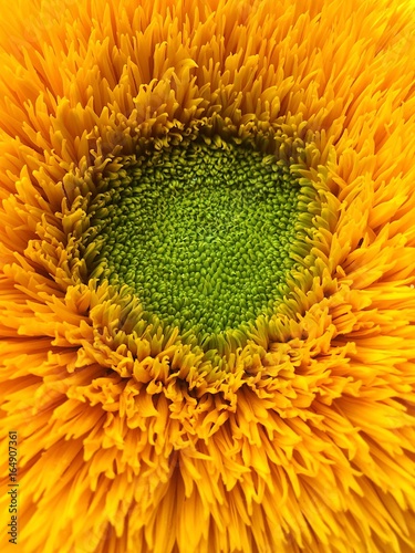 Beautiful fluffy sunflower summer macro photo