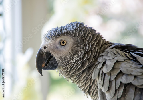 side profile head of African Grey parrot with bokeh background