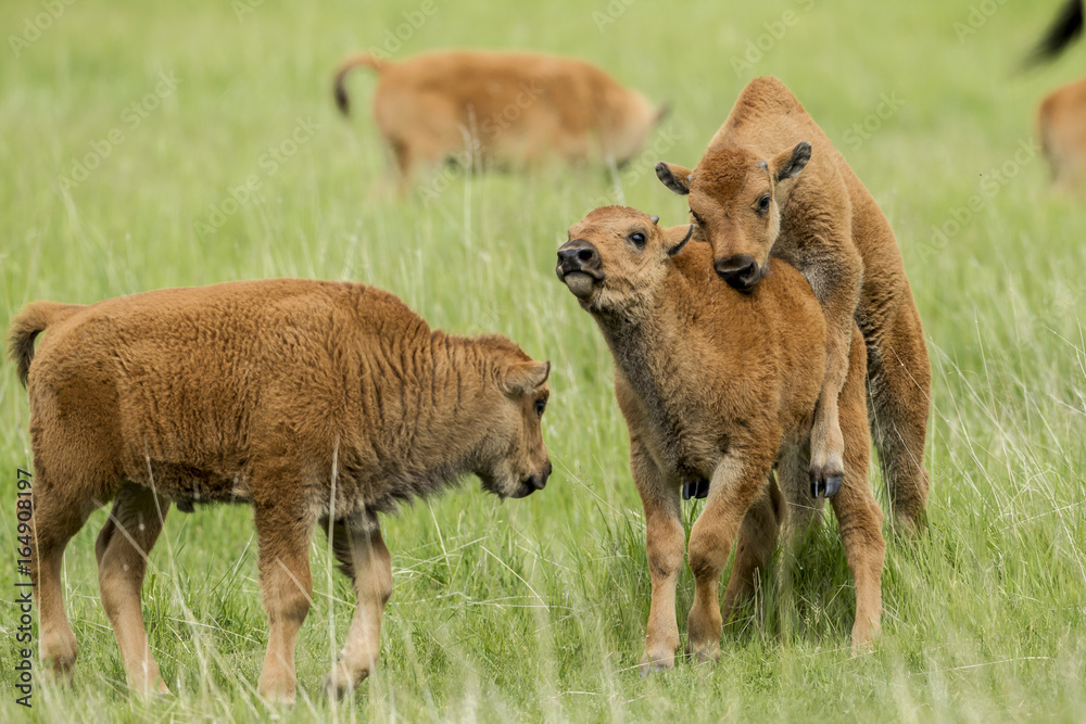 Fototapeta premium Bison calf doesn't like being mounted.