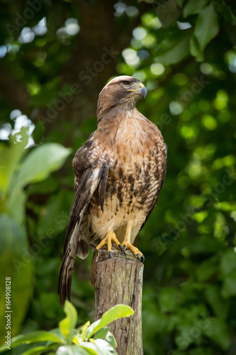 Hawk sitting on fence post