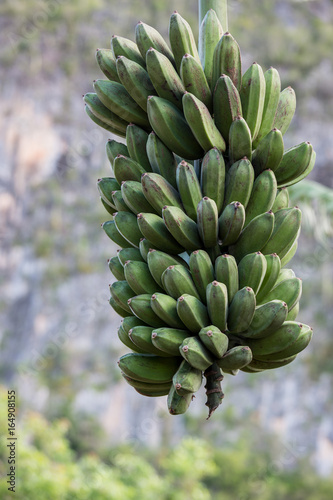 plantain fruit