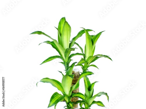 Slika na platnu green dracaena fragrans cornstalk dracaena isolated on a white background