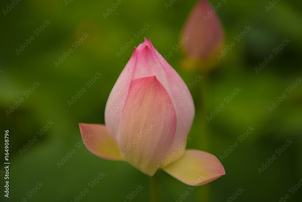 lotus flower in seoul korea lotus flower in seoul korea