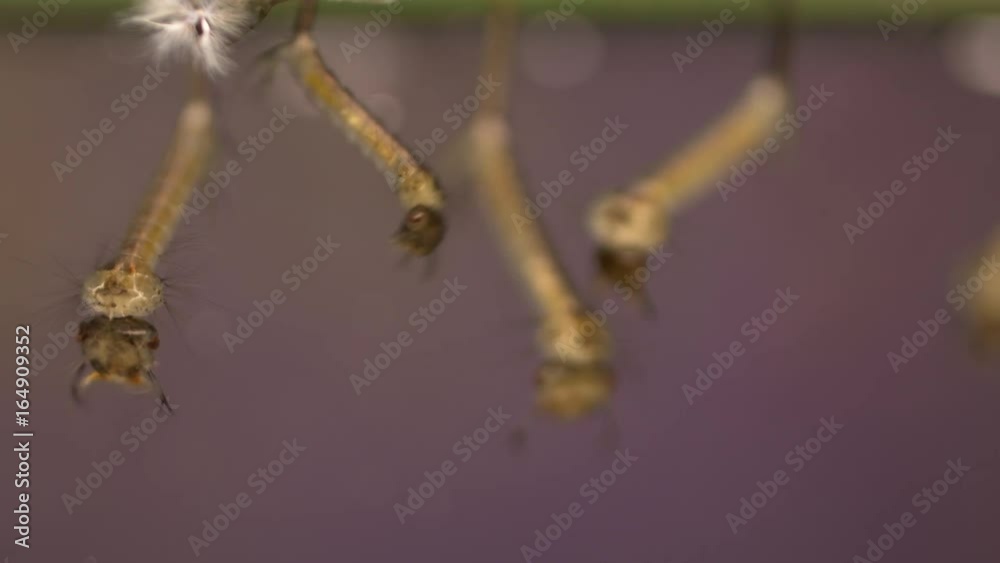 Larvae of the mosquito flourishing in still waters Larvae of the mosquito flourishing in still waters