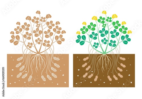 peanut plant with leaves and product