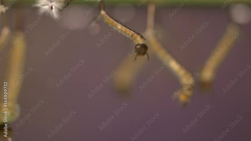 Larvae of the mosquito flourishing in still waters Larvae of the mosquito flourishing in still waters