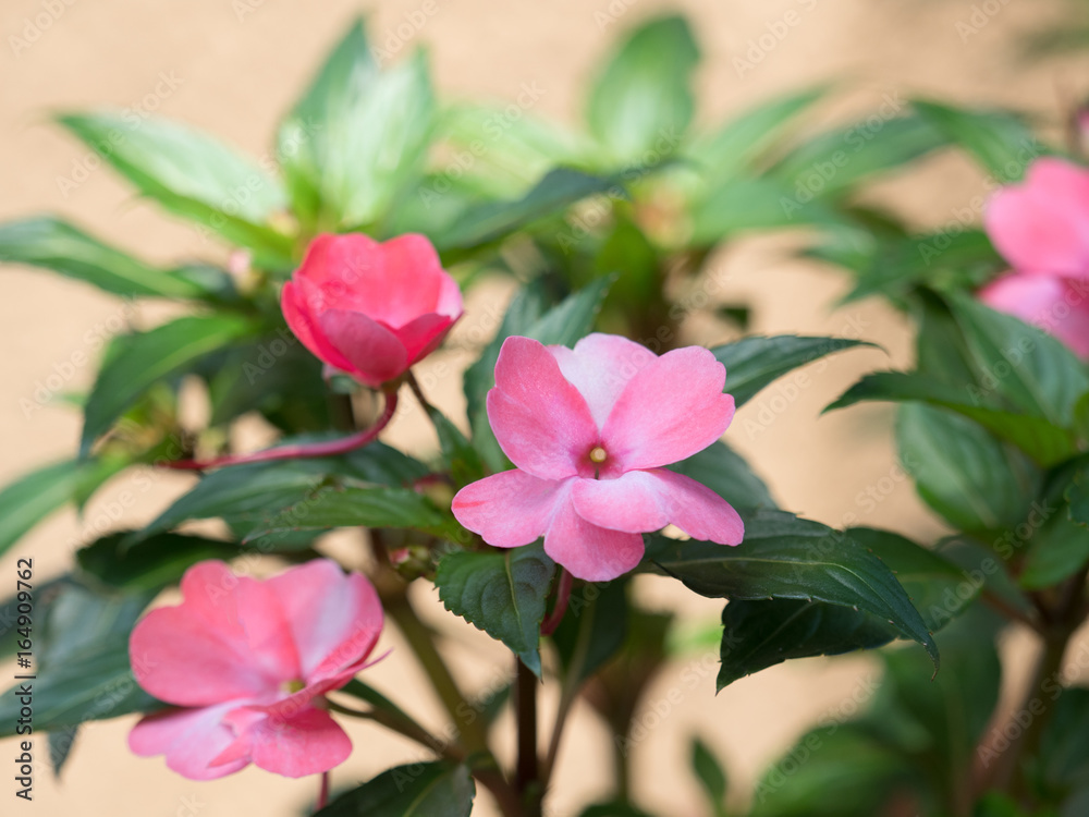 インパチェンスの花 インパチェンスの花