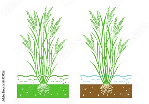 young rice plant with  leaves and water