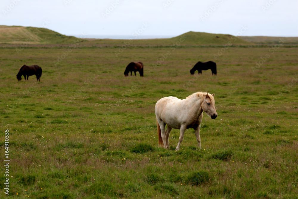 the wild horse in Icelandic country
