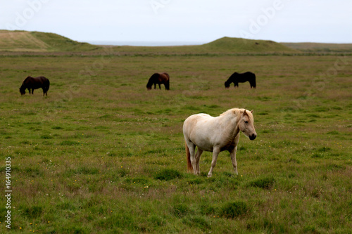 the wild horse in Icelandic country   © shenmanjun