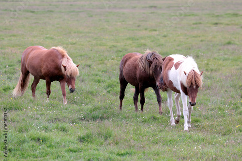 the wild horse in Icelandic country
