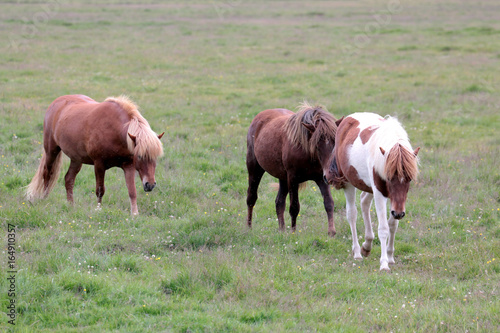 the wild horse in Icelandic country 