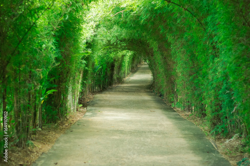Walkway tunnel of green trees