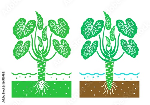 wasabi plant with leaves,vector illustration