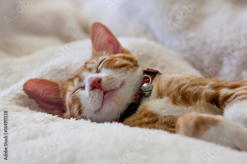 Cat sleeping peacefully