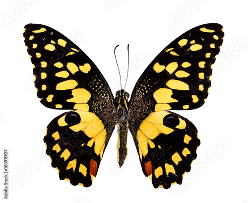 Lime Butterfly (Papillio demolus) Top View on white background. photo
