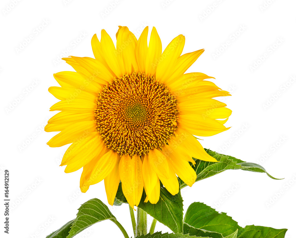 Obraz premium Sunflower with leaves isolated on white background.