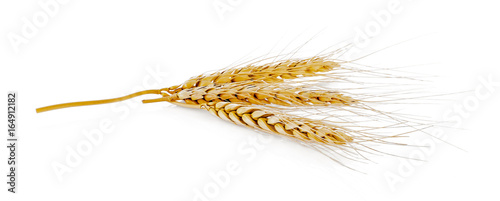 Closeup of barley ear over a white background