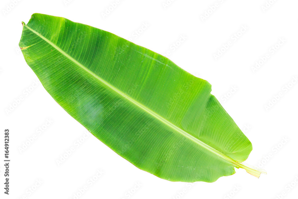 Fototapeta premium banana leaf