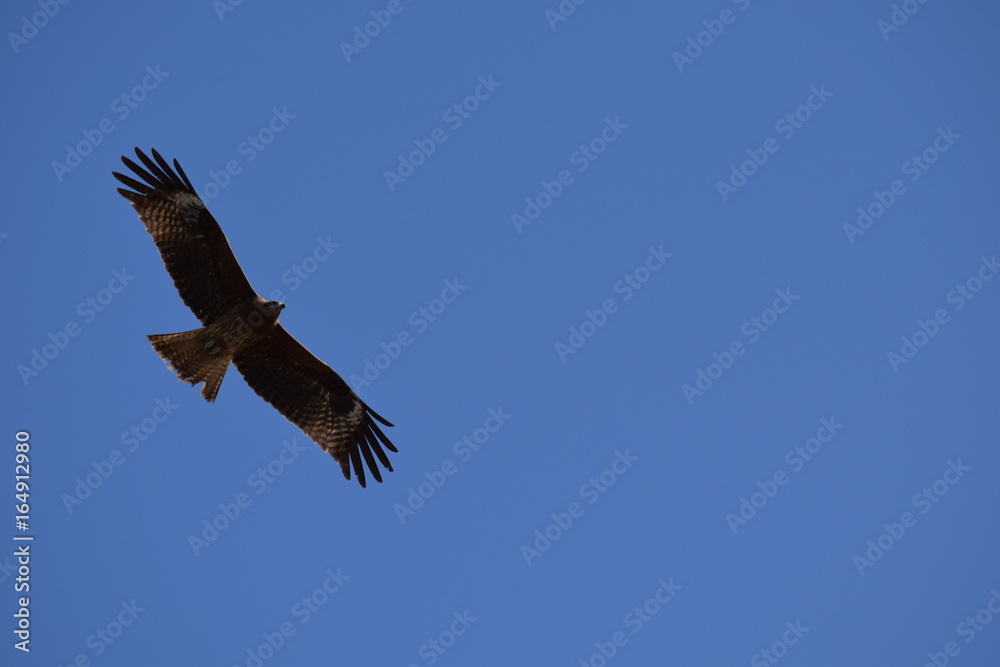Obraz premium ワシと青空