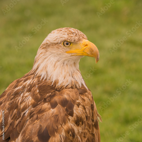 Young bald Eagle Portrait.