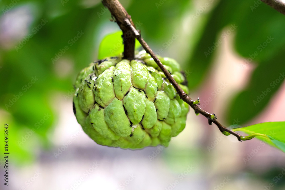 Fototapeta premium Sugar Apple (custard apple, Annona, sweetsop) on the tree