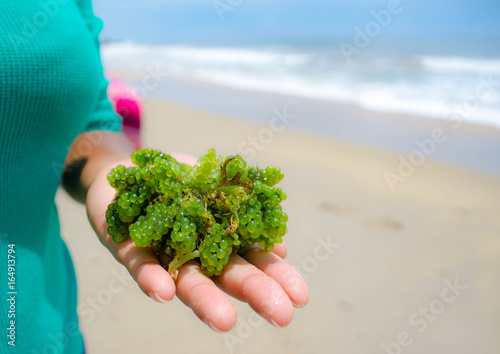 Caulerpa lentillifera - sea grapes or green caviar. photo