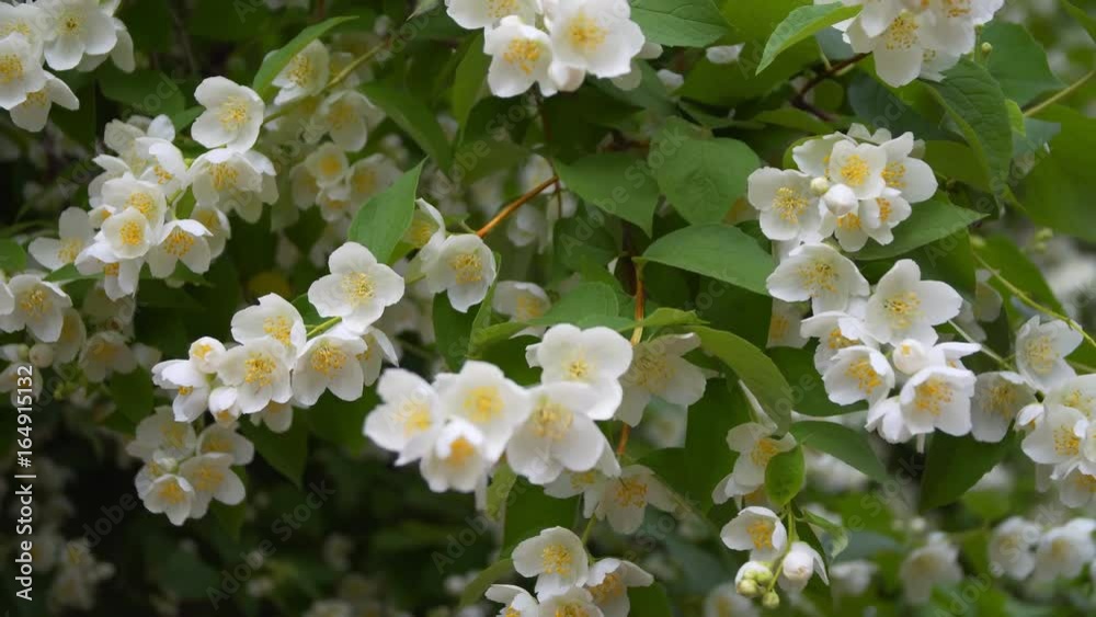 Jasmine flowers in Sunny weather.
