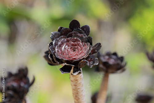 Black Aeonium Flower Up Close photo