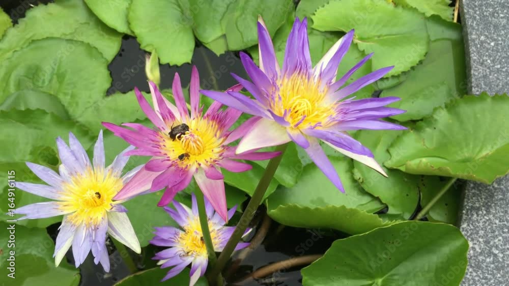 Honey bee collects pollen showing its pollen baskets and flies away on lotus flower in the pond. File as shot, cine-like dynamic range, ungraded. Honey bee collects pollen showing its pollen baskets and flies away on lotus flower in the pond. File as shot, cine-like dynamic range, ungraded.