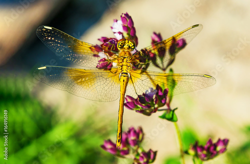 Yellow dragonfly sits on a purple flower, macro