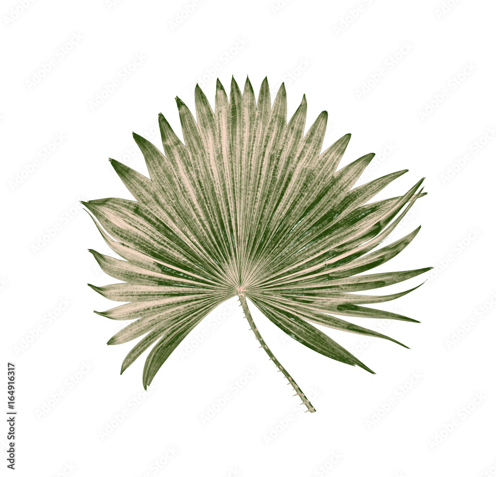 Fototapeta premium green leaf of palm tree isolated on white background