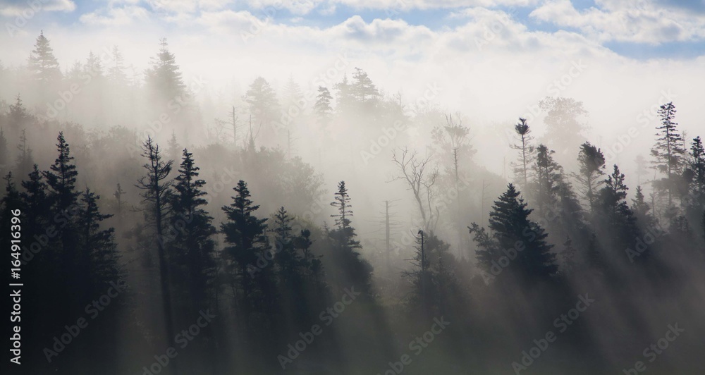 Fototapeta premium Trees and fog
