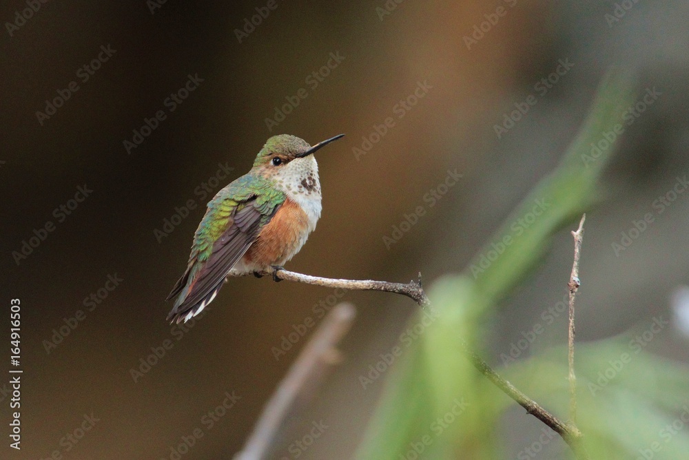 Obraz premium Rufous Hummingbird