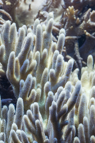 Corals on the seabed.
