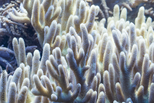 Corals on the seabed.