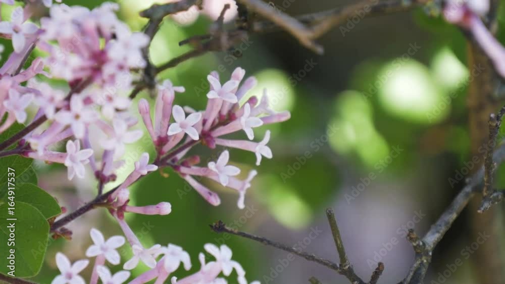 A close up of lilac blossoms in the spring. Filmed in rack focus with a shallow depth of field. A close up of lilac blossoms in the spring. Filmed in rack focus with a shallow depth of field.