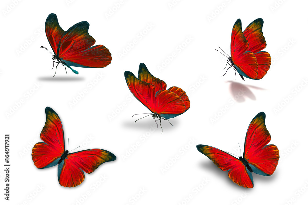Obraz premium piąty czerwony motyl