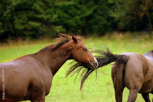 tail attack, chestnut Quarter Horse looking funny while it is beaten by the tail of another horse