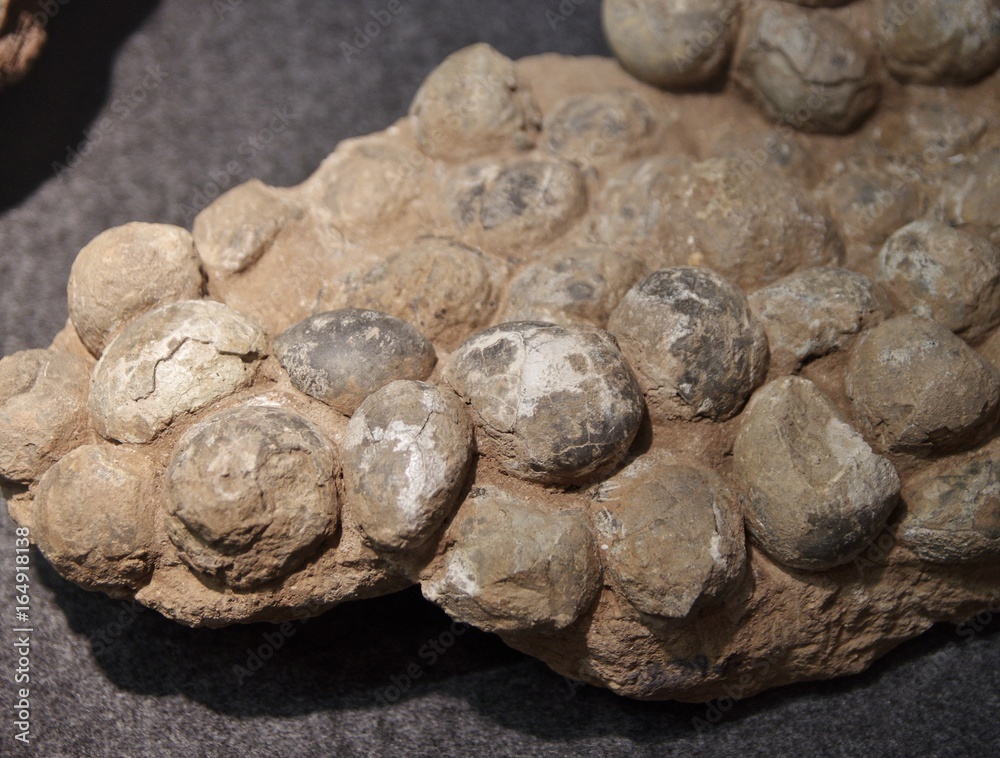 発掘された恐竜の化石 発掘された恐竜の化石