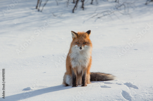 Fox on snow in winter