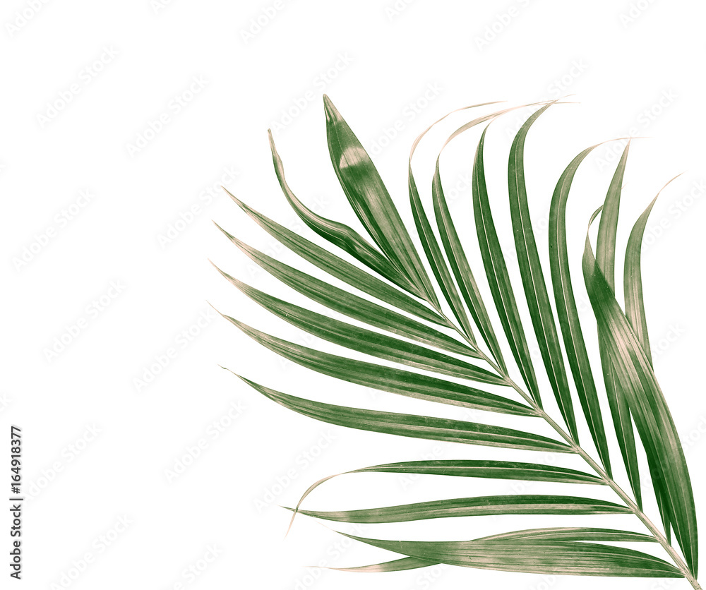 Obraz premium green leaf of palm tree isolated on white background