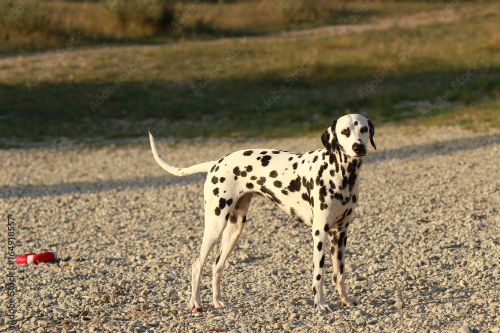 Dalmatian dog in summer Dalmatian dog in summer