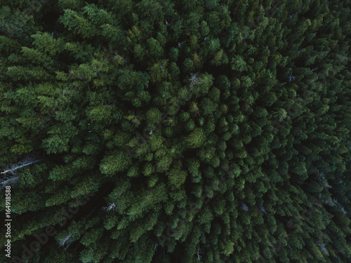 Aerial shot of tree tops © Martin Hossa