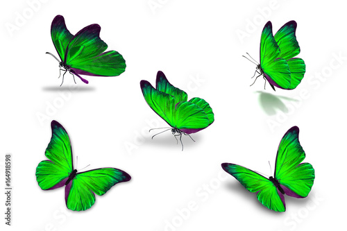 Canvas Print fifth green butterfly