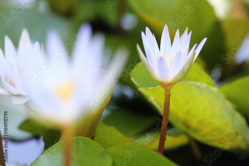 Yellow White Lotus and leaf in water Pond