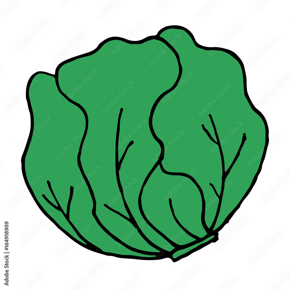 Head of cabbage icon. Agricultural farming, natural harvest vector illustration Head of cabbage icon. Agricultural farming, natural harvest vector illustration